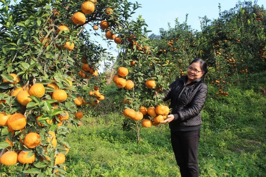 M&ugrave;a cam Bắc Quang H&agrave; Giang với những quả ngọt nh&igrave;n l&agrave; th&egrave;m ngay th&ocirc;i 5