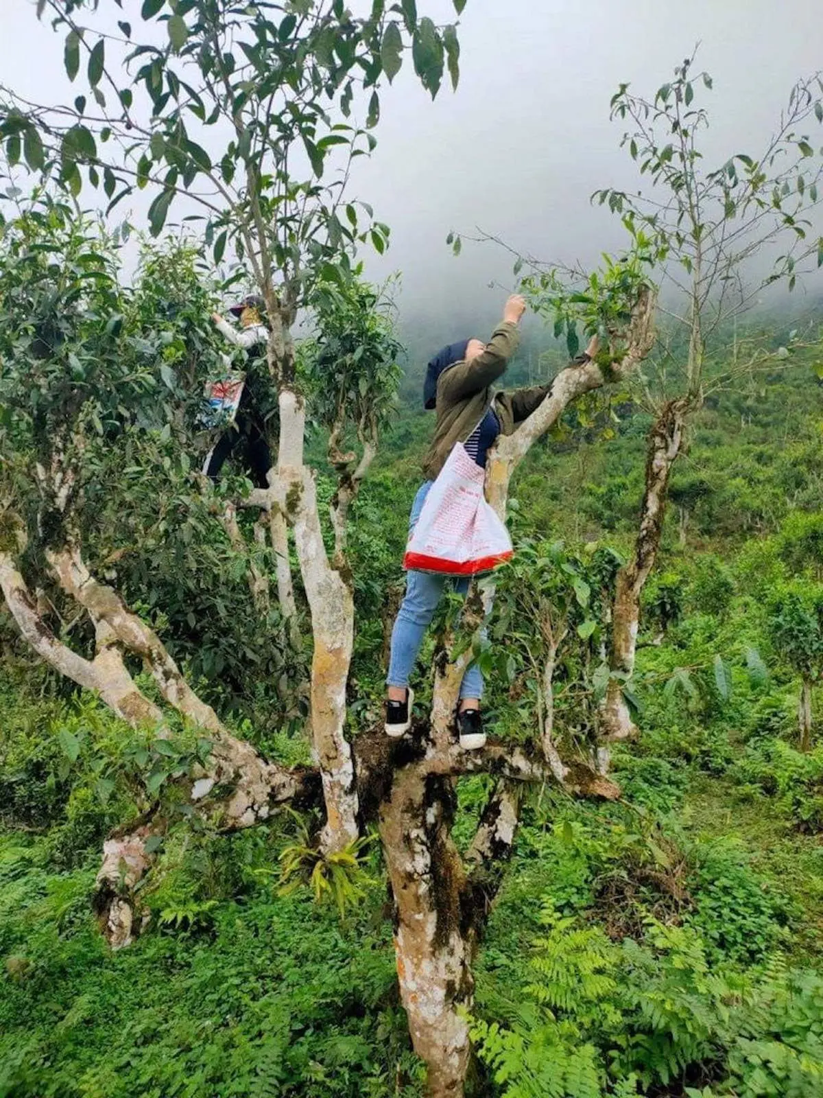 Thưởng Ch&egrave; Shan Tuyết H&agrave; Giang trong một ng&agrave;y se lạnh 5