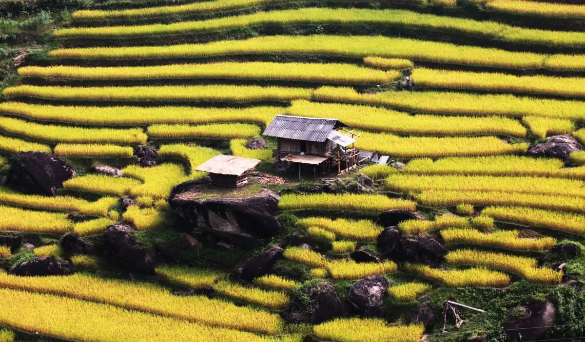 Về H&agrave; Giang, thưởng thức đặc sản gạo Gi&agrave; Dui X&iacute;n Mần lu&ocirc;n ch&aacute;y h&agrave;ng 5