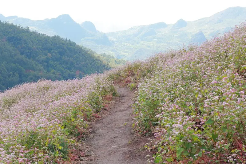 Chi&ecirc;m ngưỡng m&ugrave;a hoa tam gi&aacute;c mạch H&agrave; Giang cực l&atilde;ng mạn 5