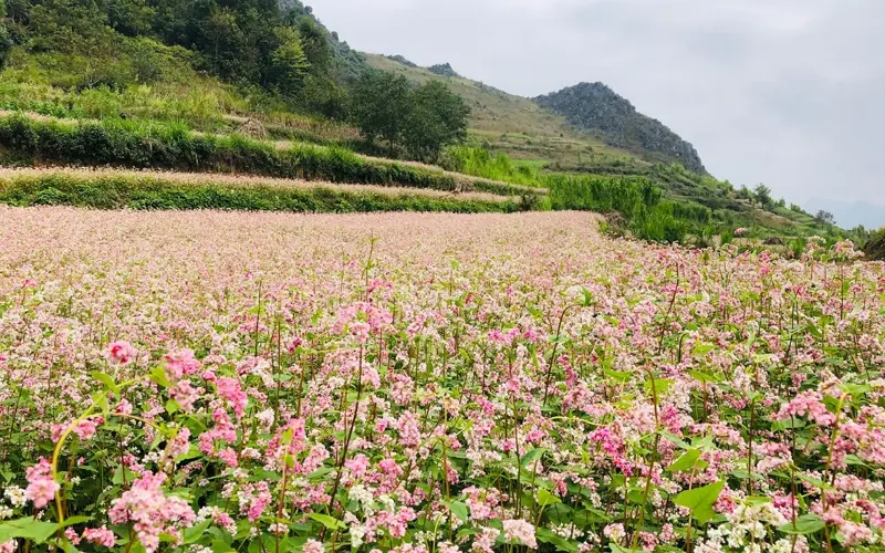 Đến cao nguy&ecirc;n đ&aacute; Đồng Văn cảm nhận sự ưu &aacute;i của thi&ecirc;n nhi&ecirc;n nơi đ&acirc;y 4