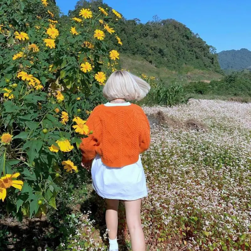 Hoa tam gi&aacute;c mạch H&agrave; Giang, vẻ đẹp rực rỡ nơi cao nguy&ecirc;n đ&aacute; 2