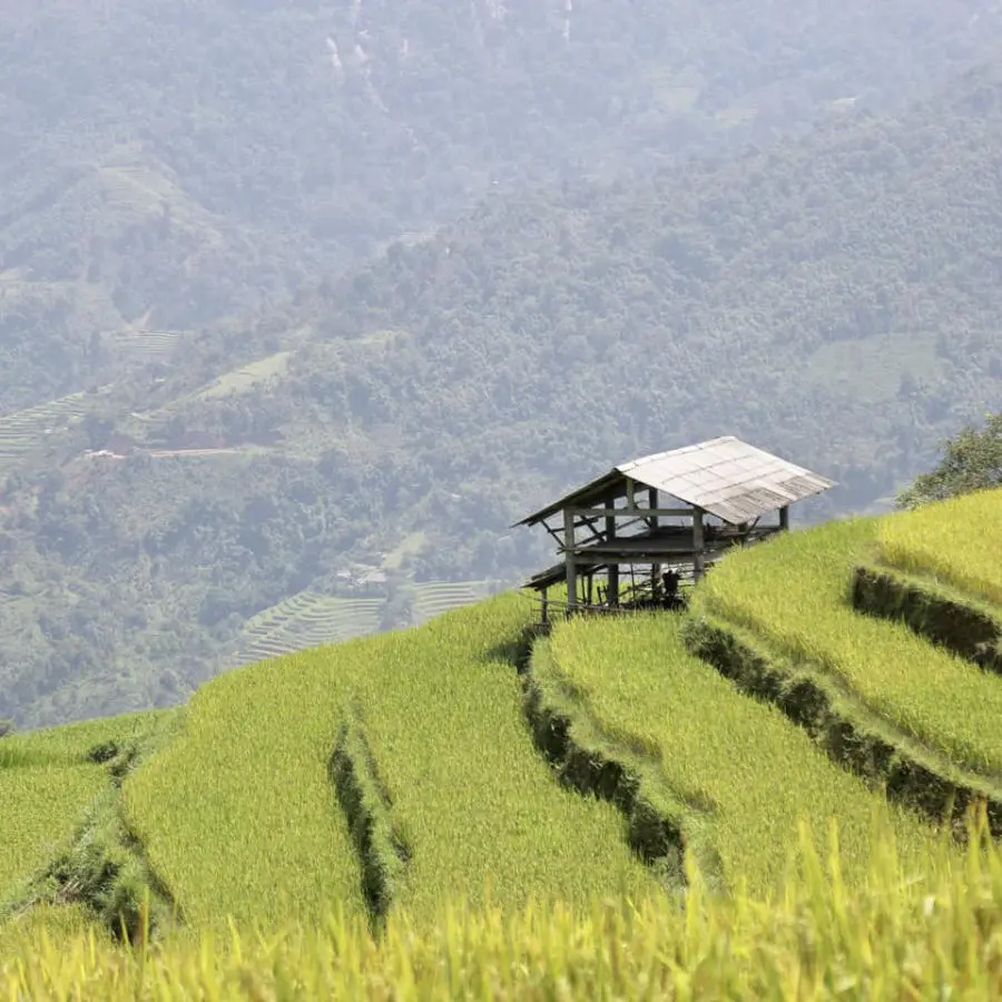 Loạn nhịp trước Ho&agrave;ng Su Ph&igrave; m&ugrave;a l&uacute;a ch&iacute;n đẹp đến nao l&ograve;ng 4