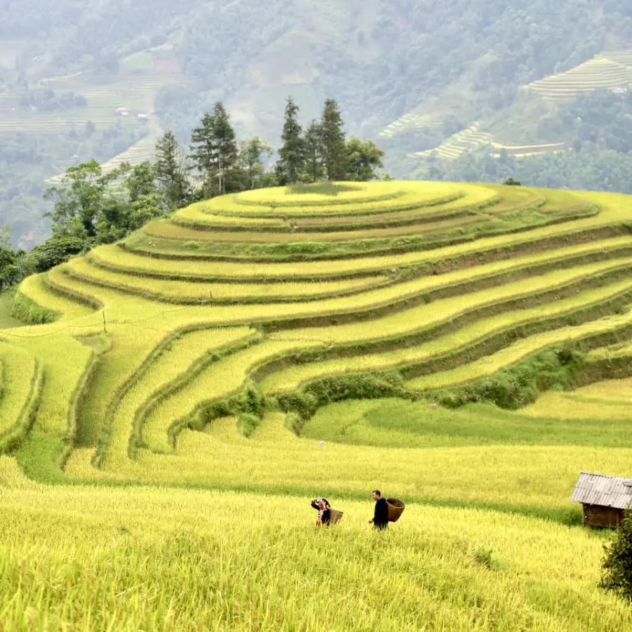 Loạn nhịp trước Ho&agrave;ng Su Ph&igrave; m&ugrave;a l&uacute;a ch&iacute;n đẹp đến nao l&ograve;ng 2