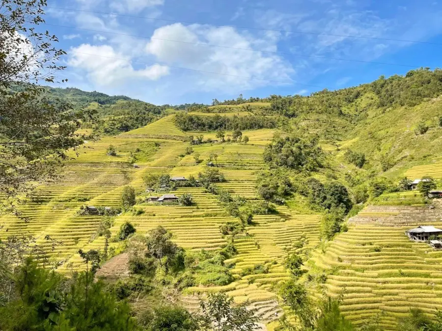 M&ugrave;a l&uacute;a v&agrave;ng ở Ho&agrave;ng Su Ph&igrave;, thời điểm khiến hội sống ảo m&ecirc; mẩn 3