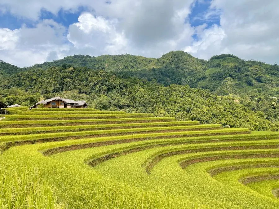 M&ugrave;a l&uacute;a v&agrave;ng ở Ho&agrave;ng Su Ph&igrave;, thời điểm khiến hội sống ảo m&ecirc; mẩn 2