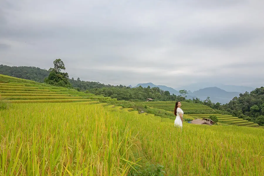 Mùa vàng Khuổi My tựa như tranh vẽ trên cao nguyên đá Hà Giang 6