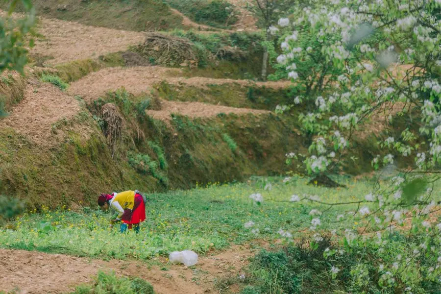 Review H&agrave; Giang, kh&aacute;m ph&aacute; bức tranh đời thường nơi cao nguy&ecirc;n đ&aacute; b&igrave;nh y&ecirc;n 8