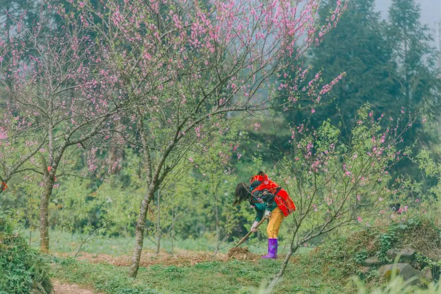 Review H&agrave; Giang, kh&aacute;m ph&aacute; bức tranh đời thường nơi cao nguy&ecirc;n đ&aacute; b&igrave;nh y&ecirc;n 4