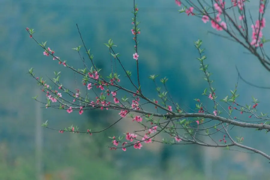 Review H&agrave; Giang, kh&aacute;m ph&aacute; bức tranh đời thường nơi cao nguy&ecirc;n đ&aacute; b&igrave;nh y&ecirc;n 11