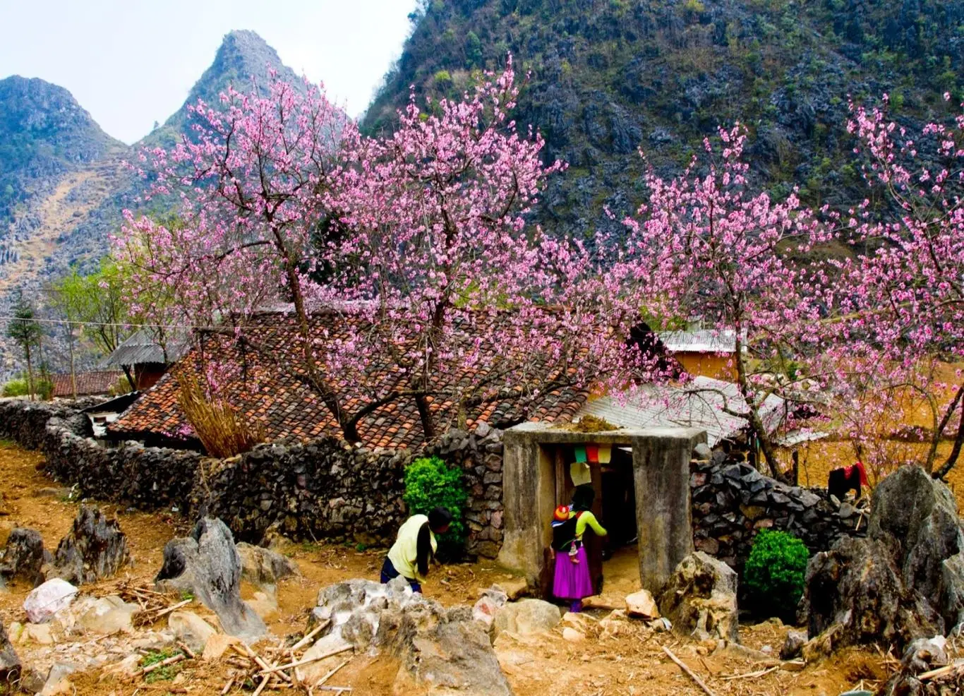 Review m&ugrave;a hoa H&agrave; Giang c&ugrave;ng những lo&agrave;i hoa đẹp lịm người 2