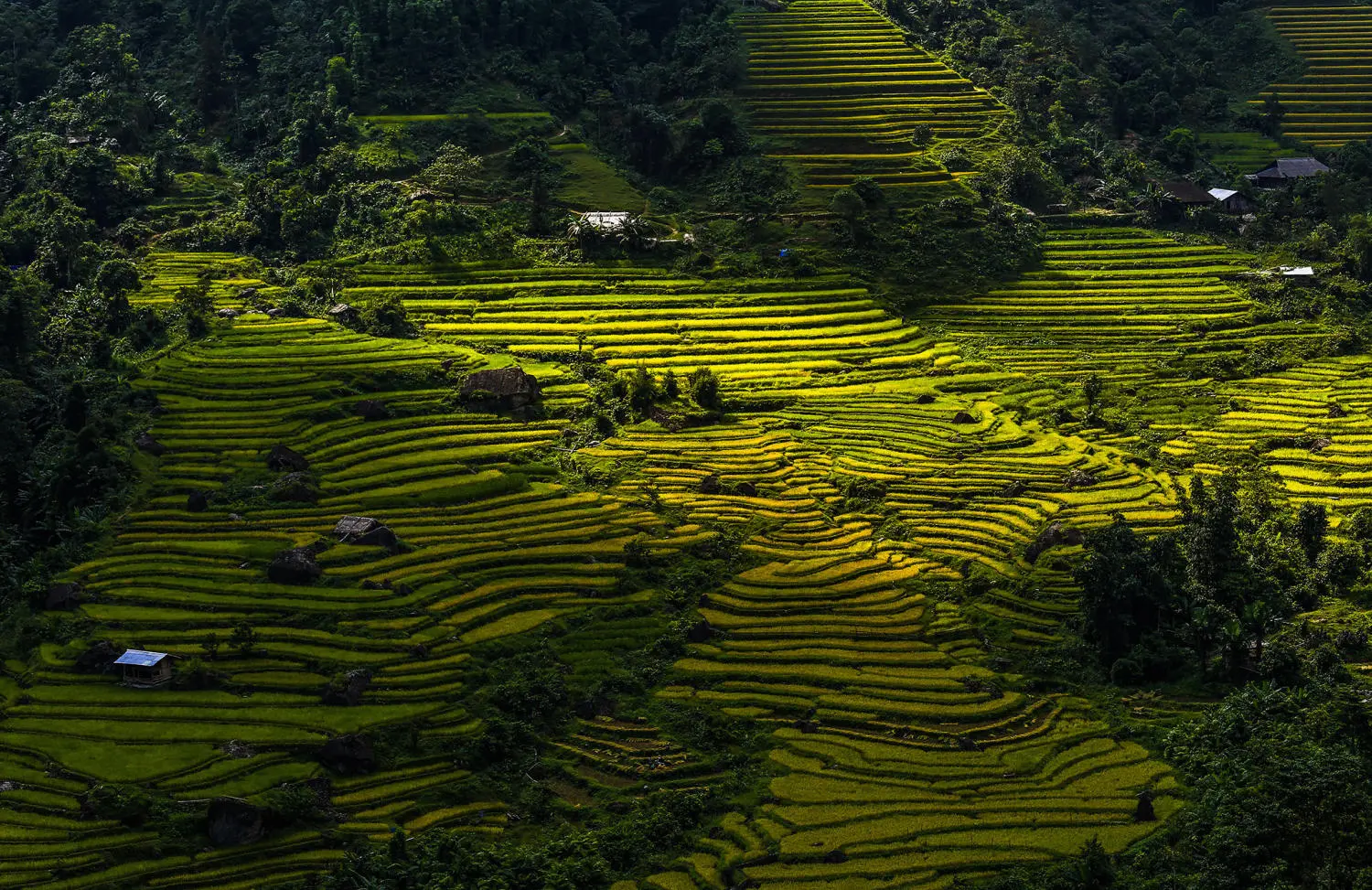 Review m&ugrave;a v&agrave;ng H&agrave; Giang đẹp ngỡ ng&agrave;ng tựa tranh vẽ 4