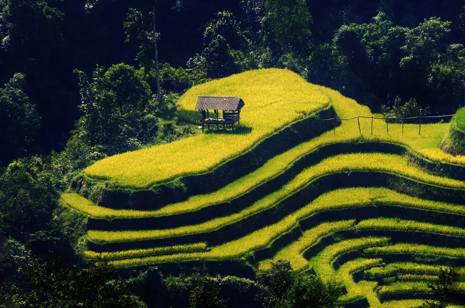 Review m&ugrave;a v&agrave;ng H&agrave; Giang đẹp ngỡ ng&agrave;ng tựa tranh vẽ 6