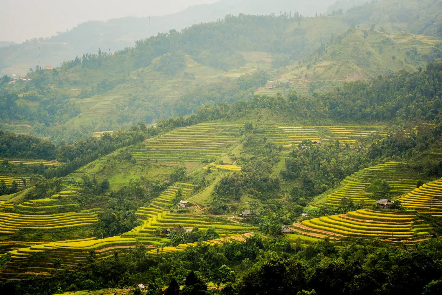 Review m&ugrave;a v&agrave;ng H&agrave; Giang đẹp ngỡ ng&agrave;ng tựa tranh vẽ 7