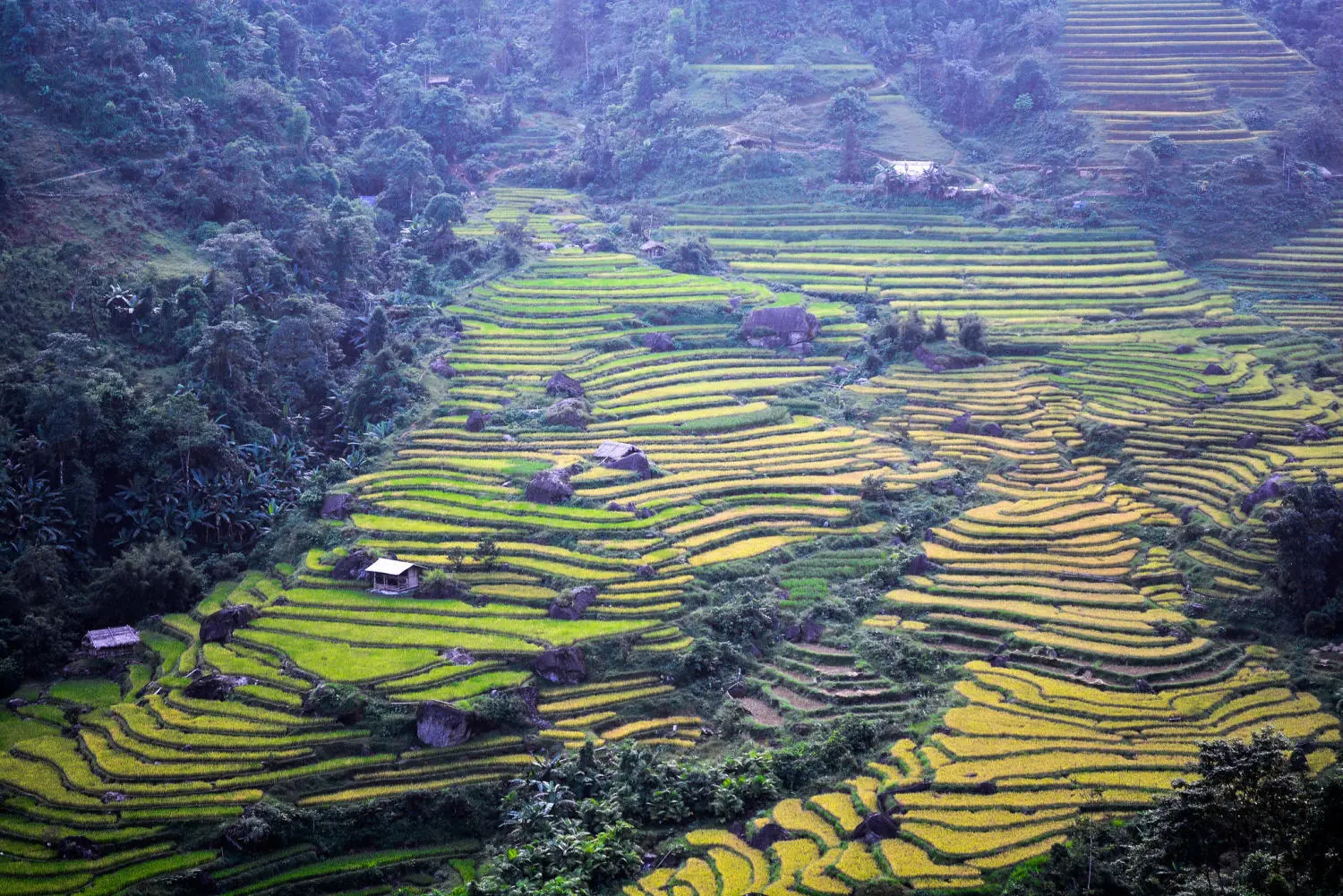 Review m&ugrave;a v&agrave;ng H&agrave; Giang đẹp ngỡ ng&agrave;ng tựa tranh vẽ 5