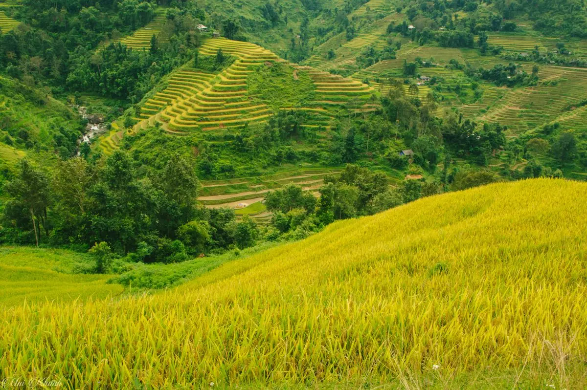 Review Tả Sử Cho&oacute;ng - Ho&agrave;ng Su Ph&igrave; m&ugrave;a l&uacute;a ch&iacute;n v&agrave;ng 2