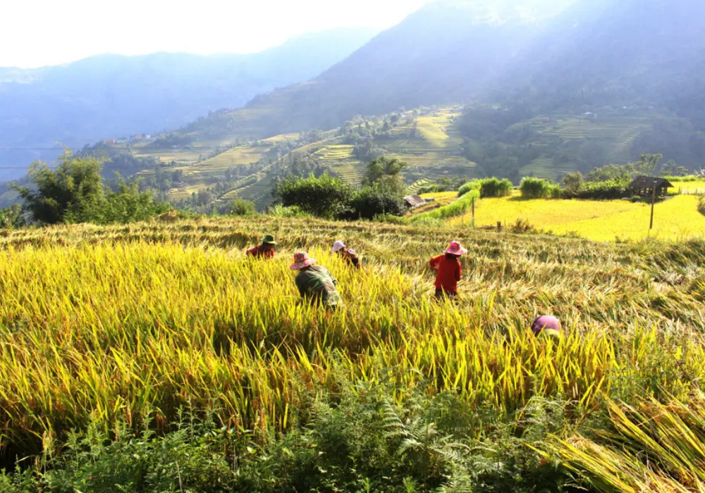 Review Tả Sử Cho&oacute;ng - Ho&agrave;ng Su Ph&igrave; m&ugrave;a l&uacute;a ch&iacute;n v&agrave;ng 3