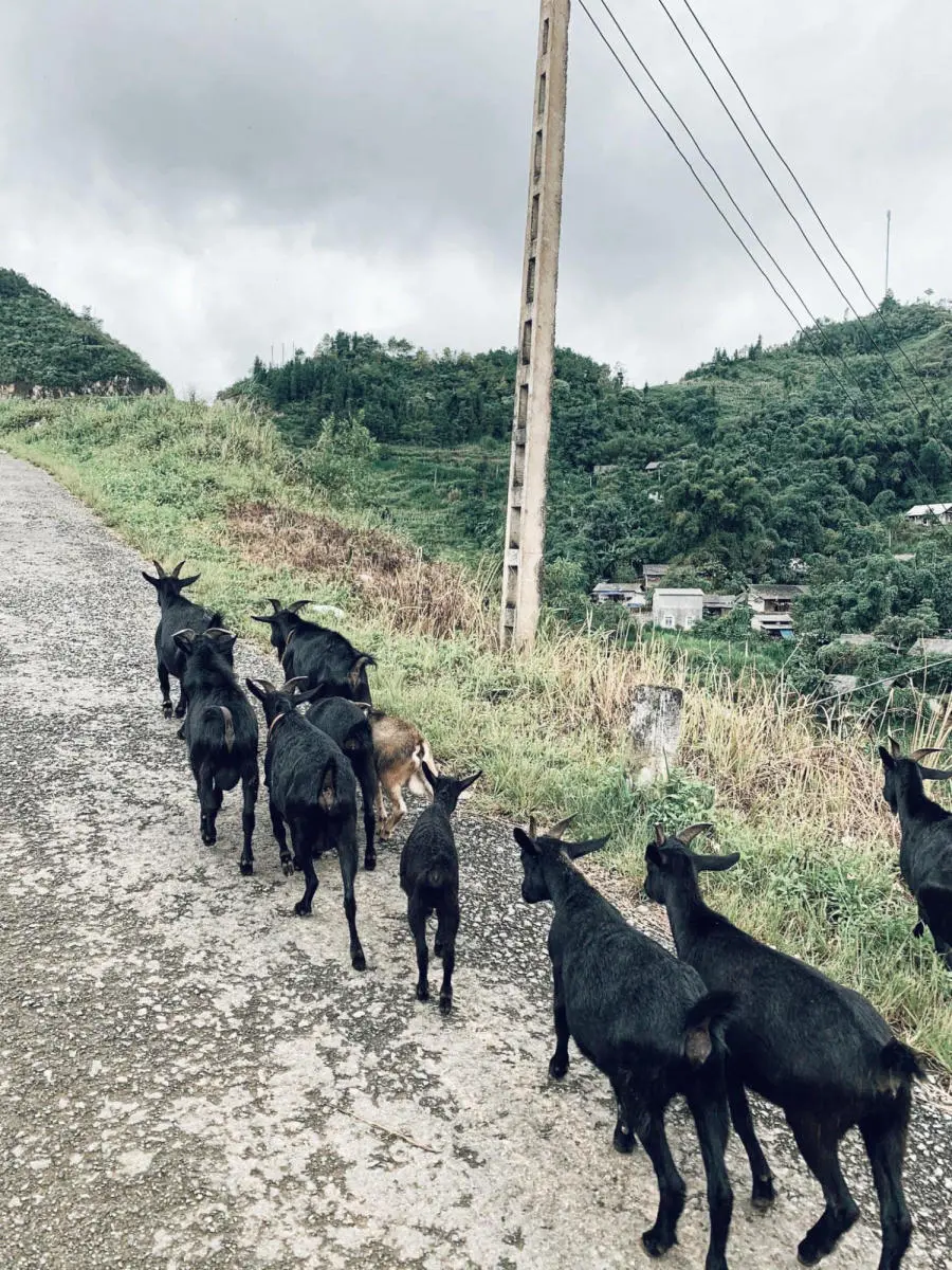 Vi vu H&agrave; Giang đi t&igrave;m b&igrave;nh y&ecirc;n tr&ecirc;n v&ugrave;ng cao xinh đẹp 8