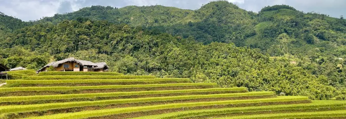 Mùa lúa vàng ở Hoàng Su Phì, thời điểm khiến hội sống ảo mê mẩn