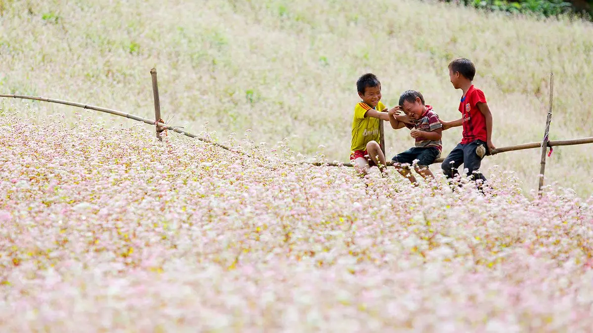 Lễ hội hoa tam gi&aacute;c mạch H&agrave; Giang - Ch&igrave;m đắm sắc hoa tam gi&aacute;c mạch 4