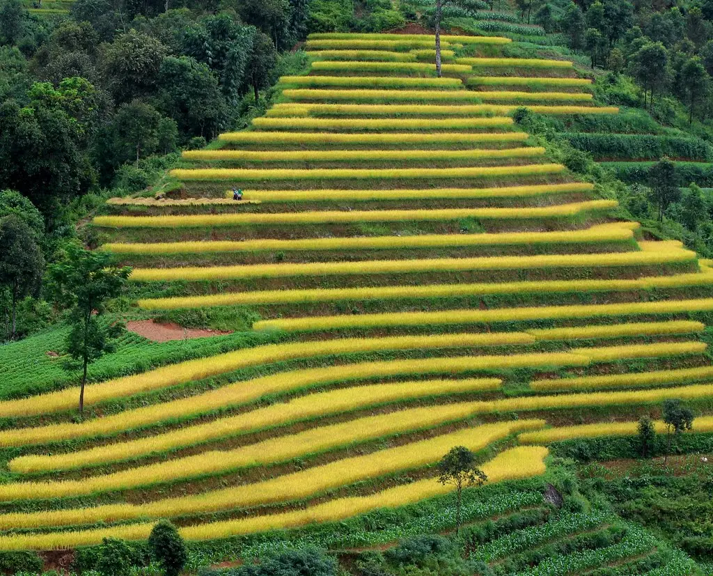 Bật m&iacute; cụ thể Lịch tr&igrave;nh trekking Ho&agrave;ng Su Ph&igrave; 3N2Đ d&agrave;nh cho hội &lsquo;ma mới&rsquo; 7