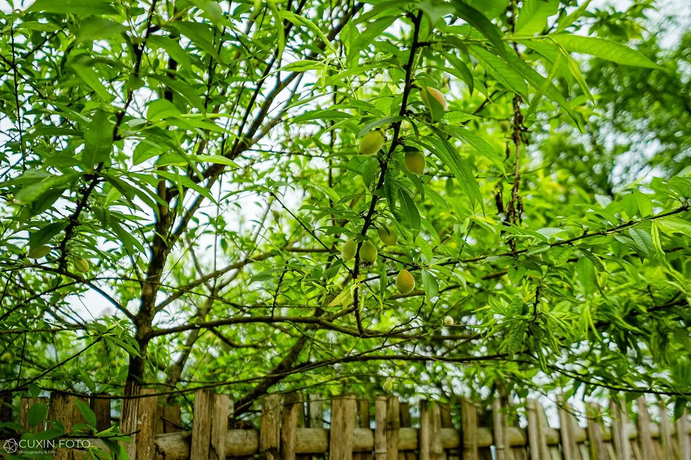 Bỏ t&uacute;i ngay Lịch tr&igrave;nh kh&aacute;m ph&aacute; Khuổi My m&ugrave;a l&uacute;a ch&iacute;n 5