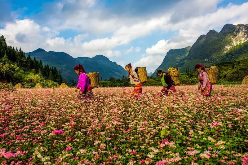 Gợi ý lịch trình du lịch Hà Giang 4 ngày 3 đêm cho ai đi lần đầu 2