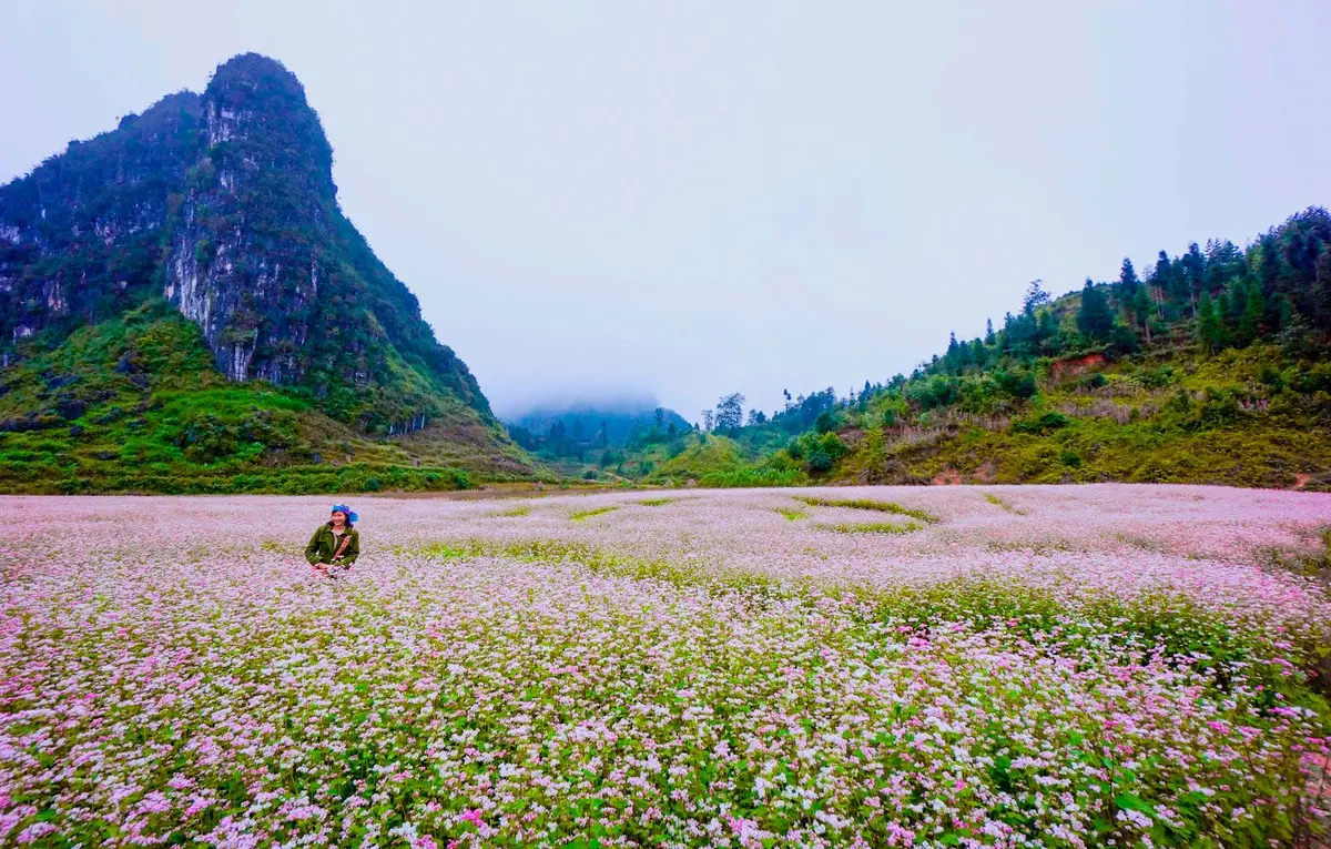 Lịch tr&igrave;nh H&agrave; Giang tự t&uacute;c ngắm hoa tam gi&aacute;c mạch 3N2Đ 7