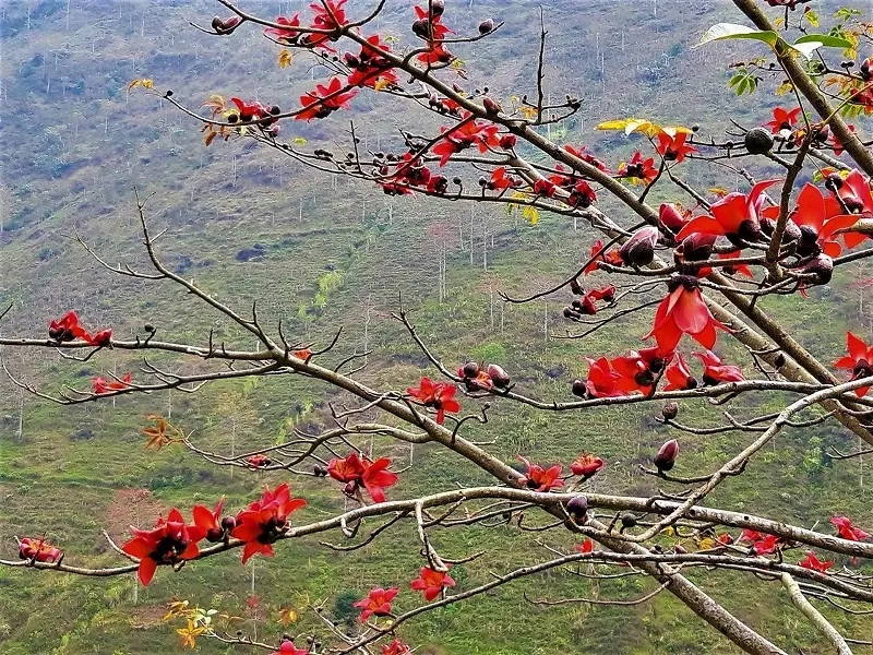 Lịch trình Hà Giang tự túc 4N3Đ săn hoa gạo đỏ chi tiết từ A đến Z