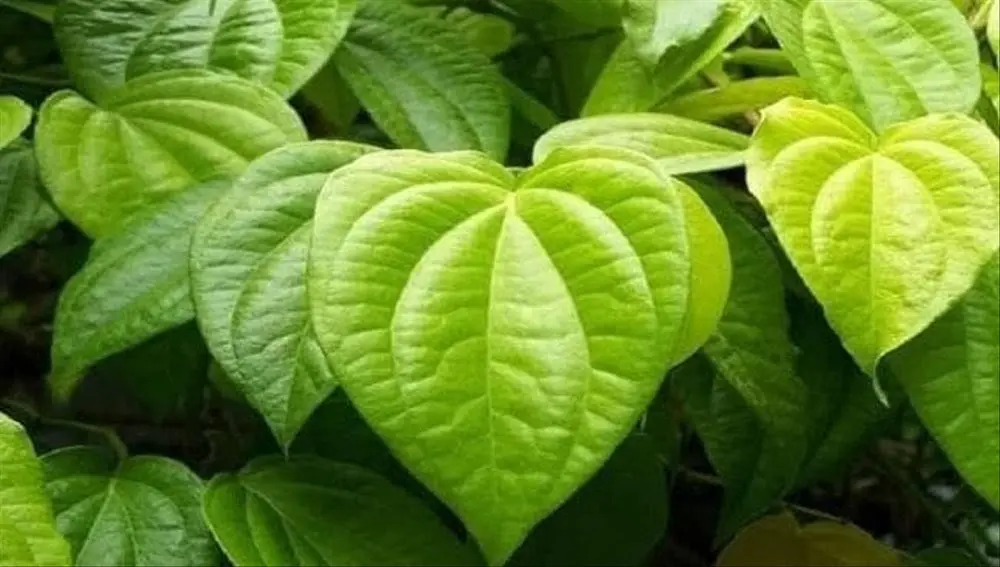 Đi du lịch Y&ecirc;n Tử Quảng Ninh nhớ mang theo những m&oacute;n đặc sản n&agrave;y về bạn nh&eacute; 10