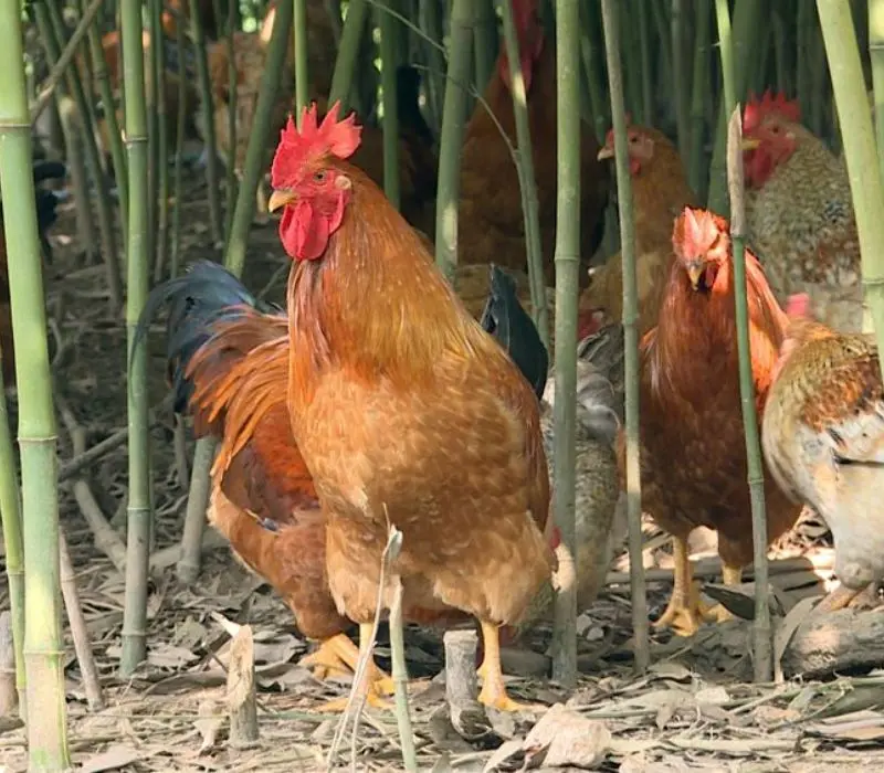 Kh&aacute;m ph&aacute; g&agrave; Ti&ecirc;n Y&ecirc;n, niềm tự h&agrave;o của người d&acirc;n v&ugrave;ng đất mỏ 2