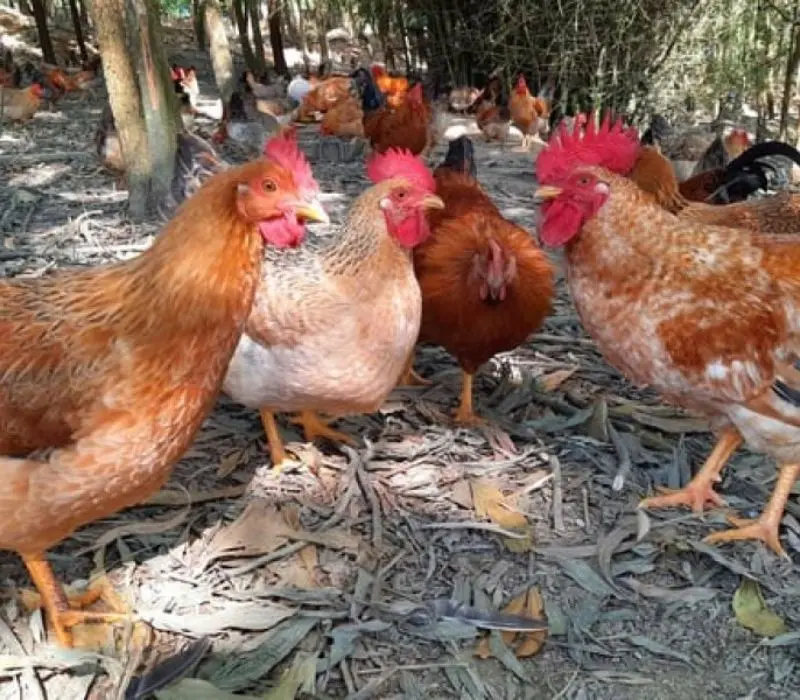 Kh&aacute;m ph&aacute; g&agrave; Ti&ecirc;n Y&ecirc;n, niềm tự h&agrave;o của người d&acirc;n v&ugrave;ng đất mỏ 9