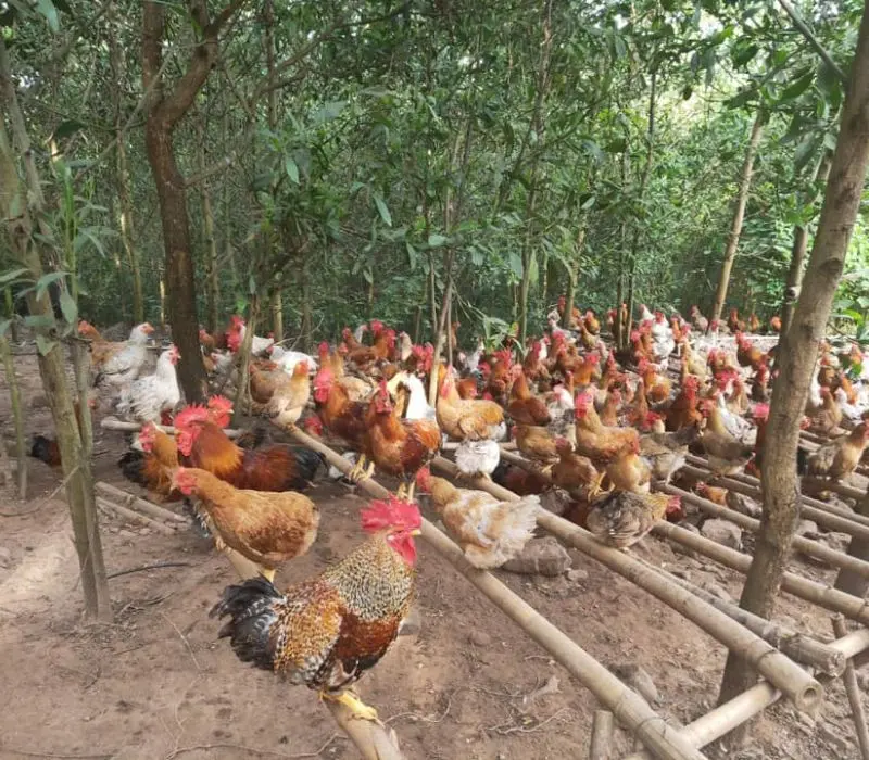 Kh&aacute;m ph&aacute; g&agrave; Ti&ecirc;n Y&ecirc;n, niềm tự h&agrave;o của người d&acirc;n v&ugrave;ng đất mỏ 5