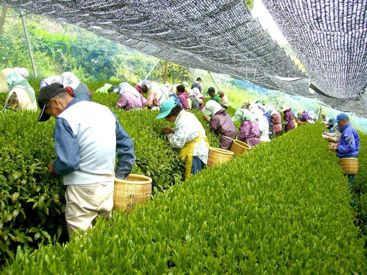 Midori House Hạ Long - Ng&ocirc;i nh&agrave; Matcha chuẩn hương vị Nhật Bản 11