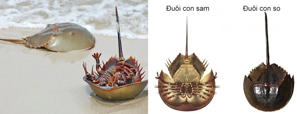 Sam biển – Món đặc sản Hạ Long mà du khách nhất định phải thử một lần 3
