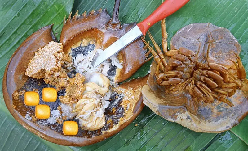 Sam biển – Món đặc sản Hạ Long mà du khách nhất định phải thử một lần 4