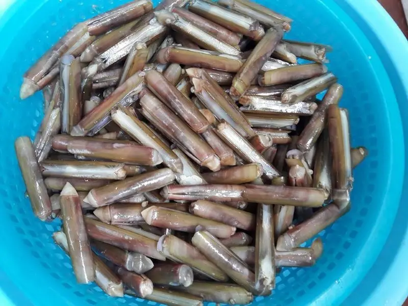 Thơm ngọt với m&oacute;n ốc m&oacute;ng tay chỉ c&oacute; tại v&ugrave;ng biển Quảng Ninh 2