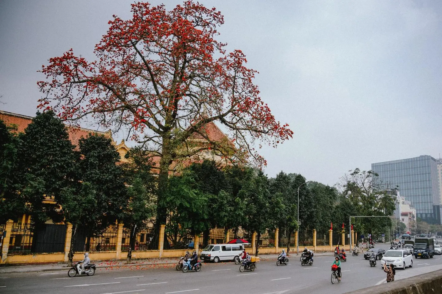 Chi&ecirc;m ngưỡng vẻ đẹp l&acirc;u đời của c&acirc;y hoa gạo cổ thụ ở H&agrave; Nội 2