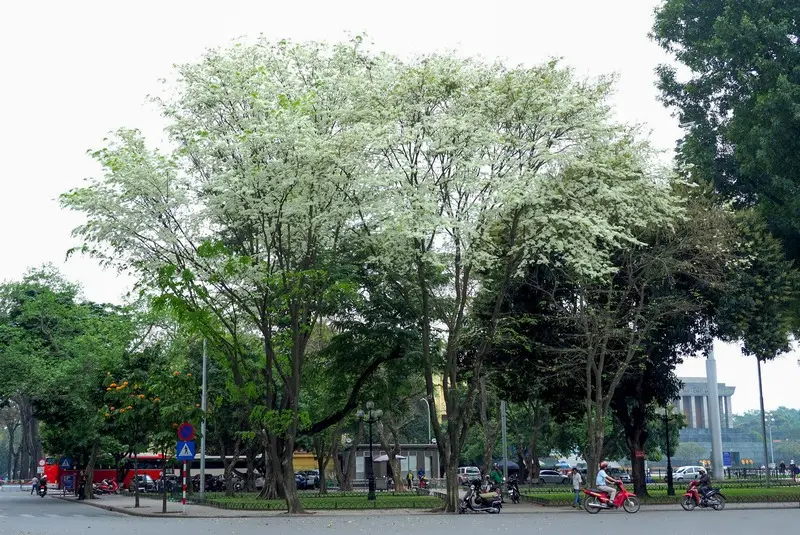 C&ograve;n g&igrave; bằng đắm m&igrave;nh giữa m&ugrave;a hoa sưa H&agrave; Nội 2