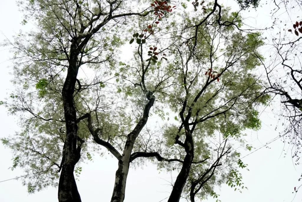 C&ograve;n g&igrave; bằng đắm m&igrave;nh giữa m&ugrave;a hoa sưa H&agrave; Nội 8