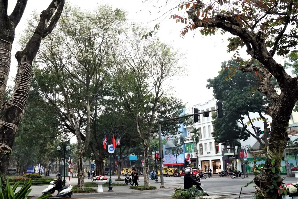 C&ograve;n g&igrave; bằng đắm m&igrave;nh giữa m&ugrave;a hoa sưa H&agrave; Nội 7