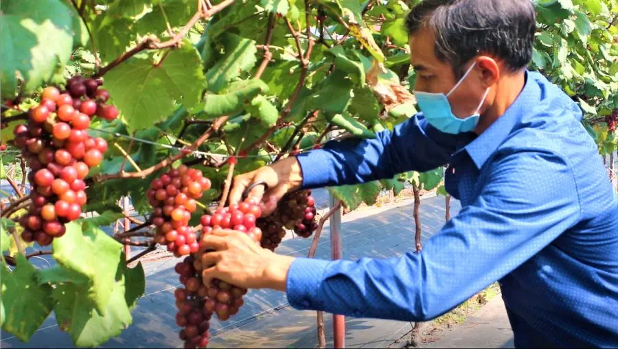 Điểm danh c&aacute;c vườn nho tại H&agrave; Nội được giới trẻ săn l&ugrave;ng r&aacute;o riết 5