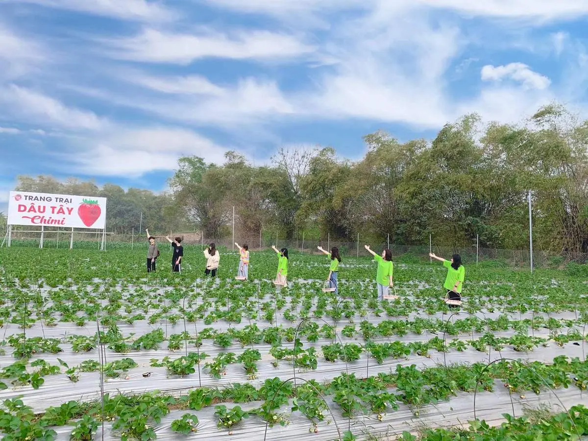 Thăm n&ocirc;ng trại d&acirc;u t&acirc;y Chimi Farm H&agrave; Nội nổi tiếng nhất thủ đ&ocirc; 2