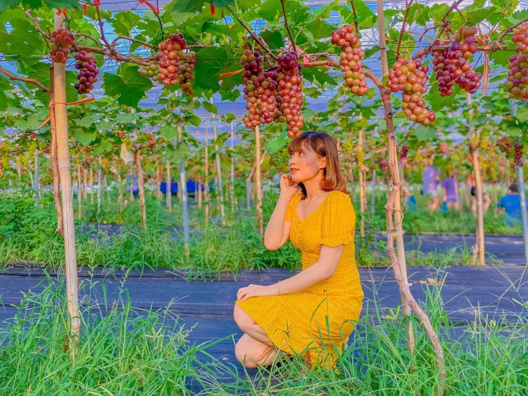 Thăm n&ocirc;ng trại d&acirc;u t&acirc;y Chimi Farm H&agrave; Nội nổi tiếng nhất thủ đ&ocirc; 5