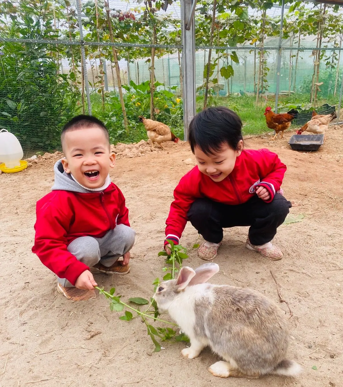 Thăm n&ocirc;ng trại d&acirc;u t&acirc;y Chimi Farm H&agrave; Nội nổi tiếng nhất thủ đ&ocirc; 4