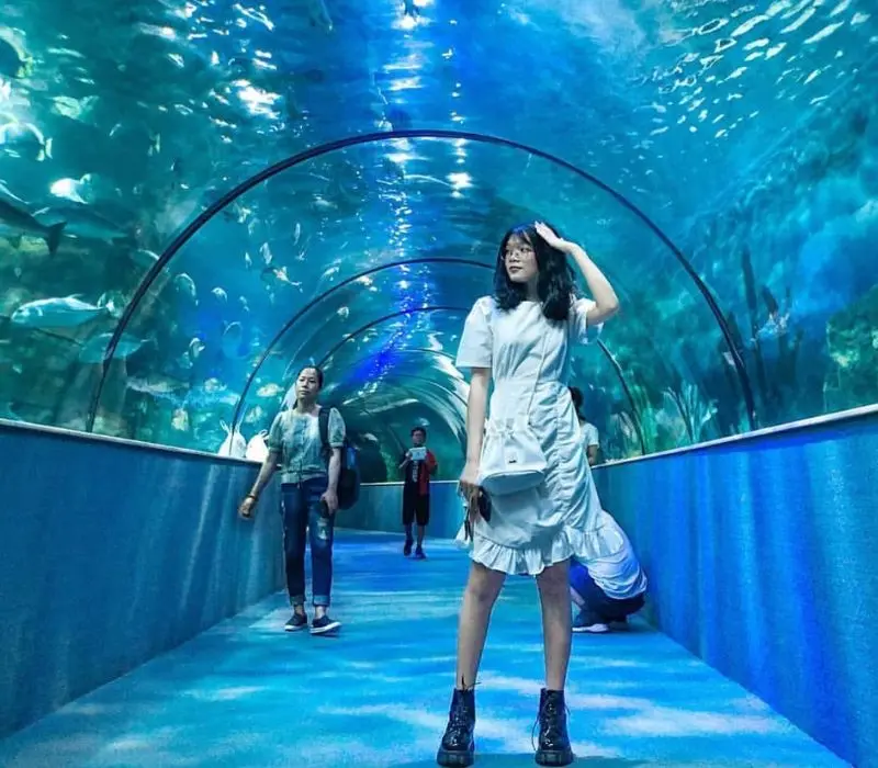Thủy Cung Times City: Đại dương thu nhỏ giữa l&ograve;ng thủ đ&ocirc; 4