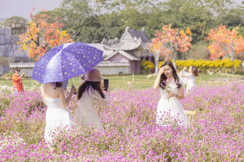 Vẻ đẹp của M&ugrave;a hoa b&aacute;ch nhật t&iacute;m H&agrave; Nội mỗi khi nở rộ 6