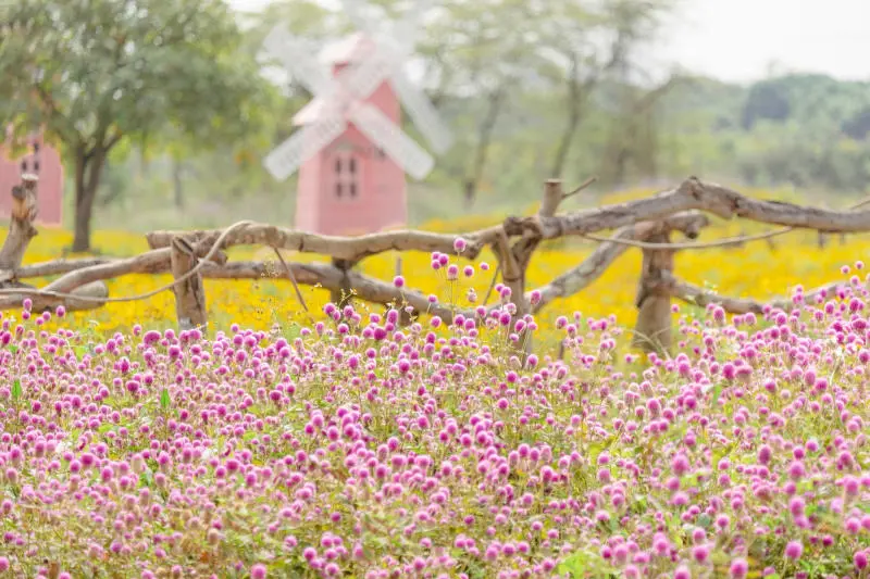 Vẻ đẹp của M&ugrave;a hoa b&aacute;ch nhật t&iacute;m H&agrave; Nội mỗi khi nở rộ 3