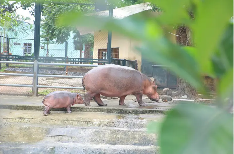 Vườn b&aacute;ch th&uacute; H&agrave; Nội, điểm tham quan xanh ng&aacute;t giữa thủ đ&ocirc; 12