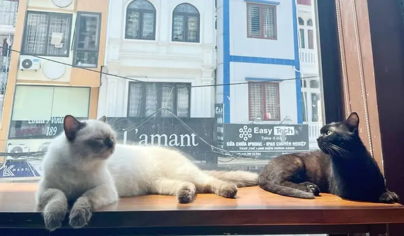 10 tiệm cafe m&egrave;o H&agrave; Nội m&agrave; c&aacute;c bạn trẻ th&iacute;ch th&uacute; cưng kh&ocirc;ng thể bỏ lỡ 3